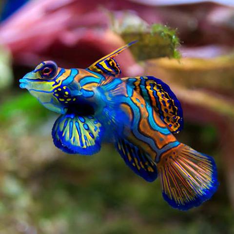 Synchiropus splendidus (Mandarinfish)