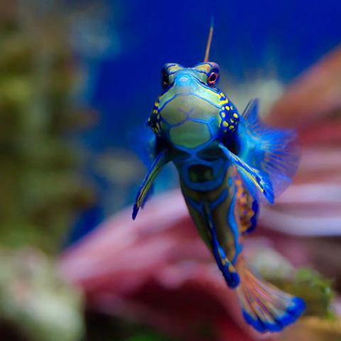 Synchiropus splendidus (Mandarinfish)