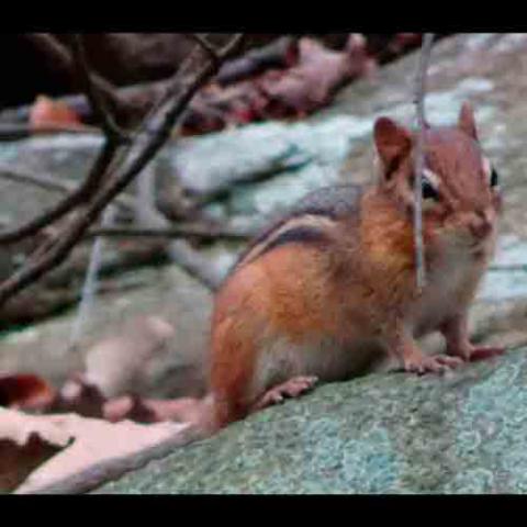 Tamias striatus (Chipmunk)