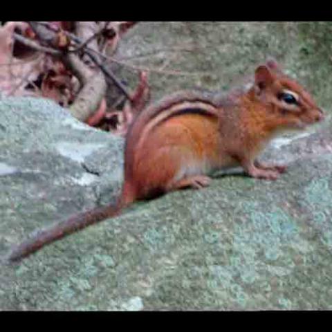 Tamias striatus (Chipmunk)
