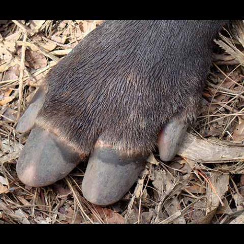 Tapirus bairdii (Baird's tapir) front foot