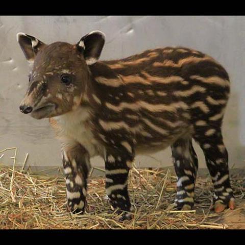 Tapirus bairdii (Baird's tapir) baby