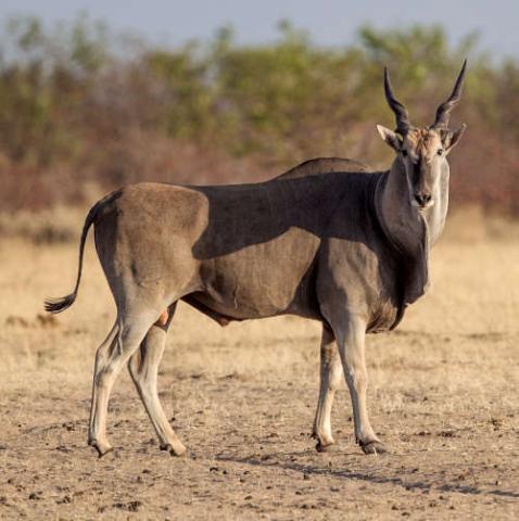 Taurotragus oryx (Southern eland)