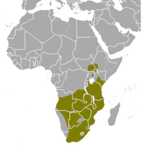 Taurotragus oryx (Southern eland) range map