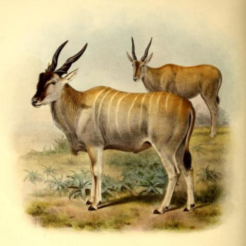 Taurotragus oryx (Southern eland) illustration