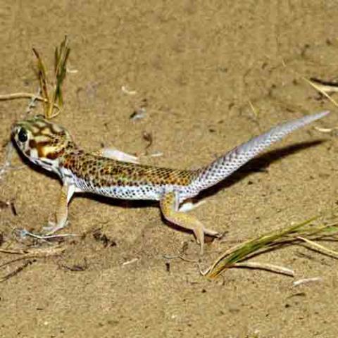 Teratoscincus scincus (Frog-eyed geckos)