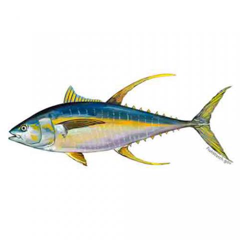 Thunnus albacares (Yellowfin tuna)