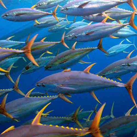 Thunnus albacares (Yellowfin tuna) school