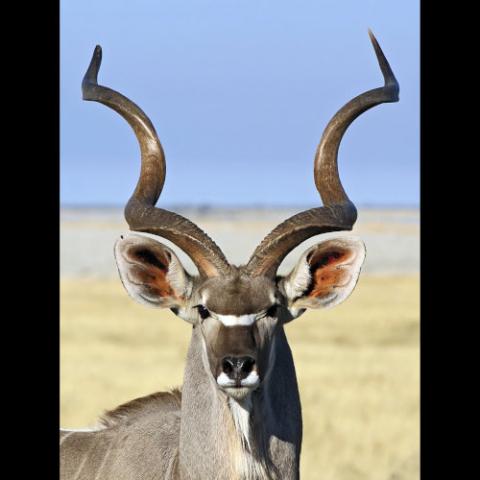 Tragelaphus strepsiceros (Greater kudu) male