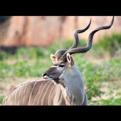 Tragelaphus strepsiceros (Greater kudu) male
