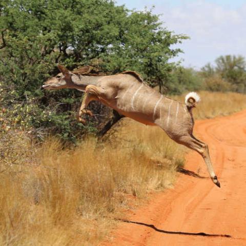 Tragelaphus strepsiceros (Greater kudu) jumping