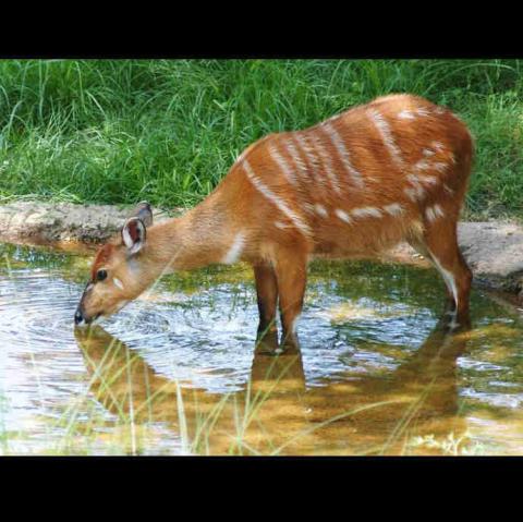 Tragelaphus spekii (Sitatunga) female