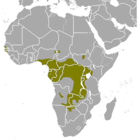 Tragelaphus spekii (Sitatunga) range map