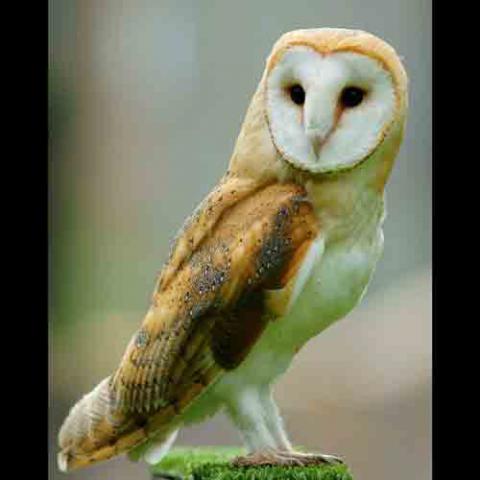 Tyto alba (Barn owl)