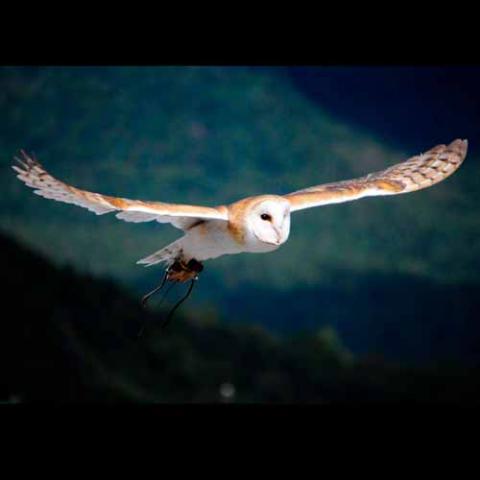 Tyto alba (Barn owl) in flight