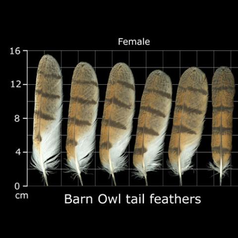 Tyto alba (Barn owl) tail feathers