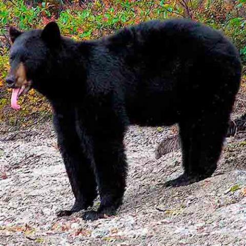 Ursus-americanus (American black bear)