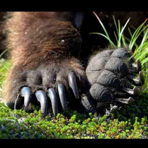 Ursus arctos (Grizzly bear) front paws