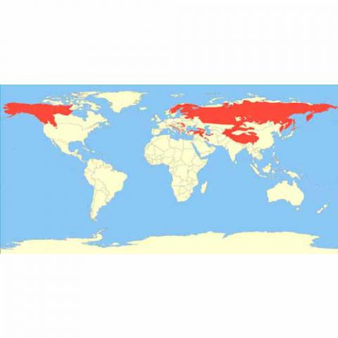 Ursus arctos (Grizzly bear) map