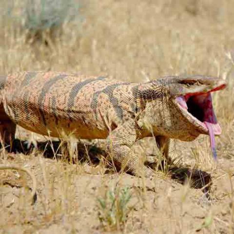 Varanus griseus (Desert monitor)