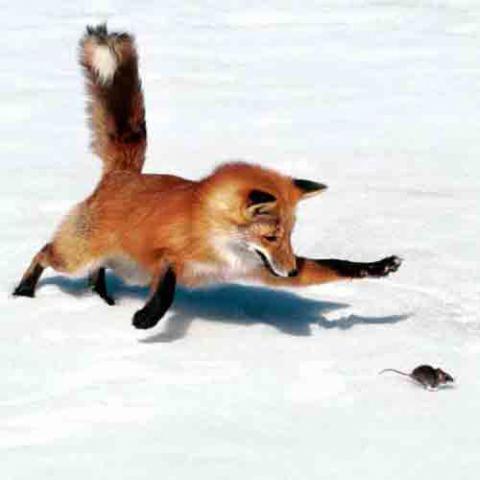 Vulpes vulpes (Red Fox)