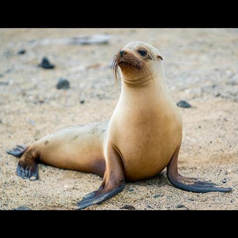 Zalophus wollebaeki (Galápagos sea lion) female