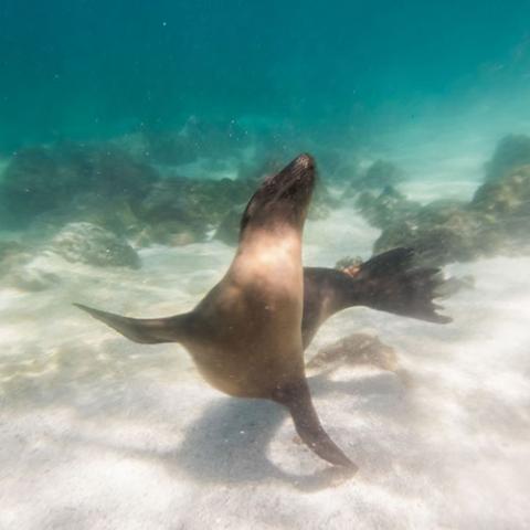 Zalophus wollebaeki (Galápagos sea lion)