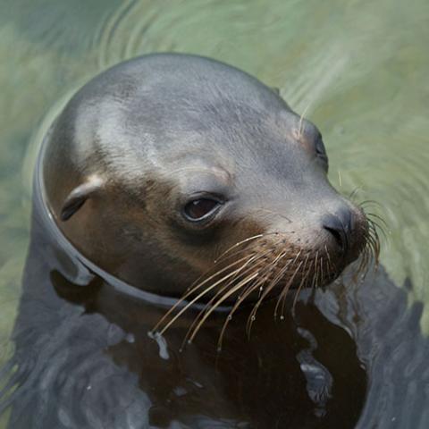 Zalophus wollebaeki (Galápagos sea lion) head and ear detail