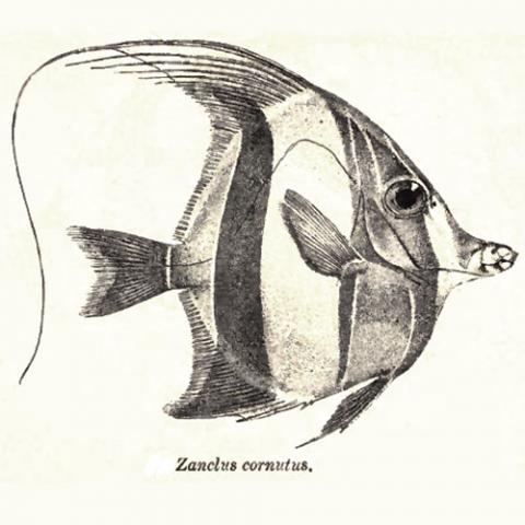 Zanclus cornutus (Moorish idol) illustration