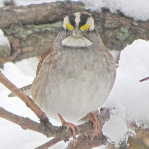 Zonotrichia albicollis (White-throated sparrow) in winter