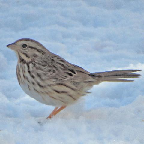 Zonotrichia albicollis (White-throated sparrow) juvenile in snow