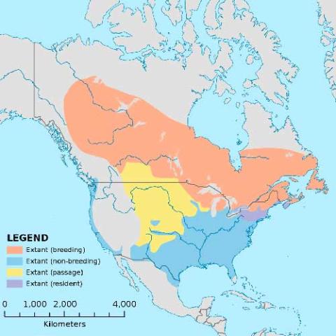 Zonotrichia albicollis (White-throated sparrow) range map