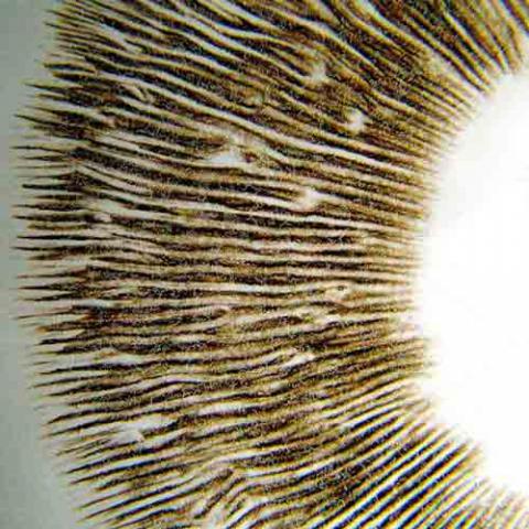 Agaricus bisporus (White mushroom) - closeup of gills