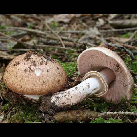 Agaricus silvaticus (Scaly wood mushroom) cap and gills