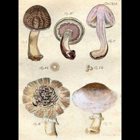 Agaricus silvaticus (Scaly wood mushroom) illustration