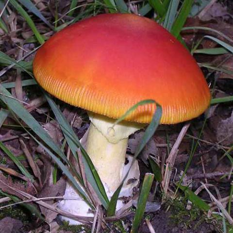 Amanita caesarea (Caesar's mushroom)