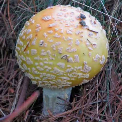 Amanita muscaria (Fly agaric)