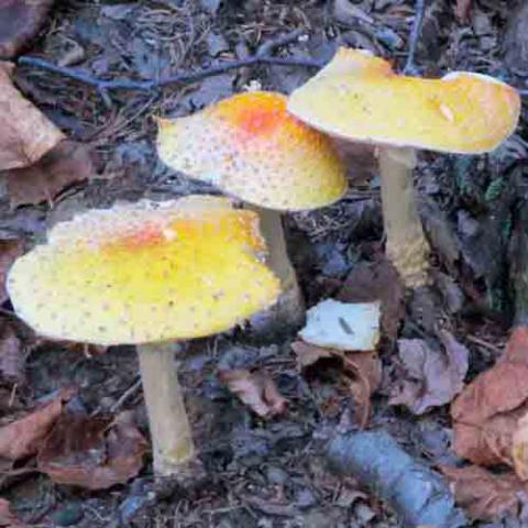 Amanita muscaria (Fly agaric)