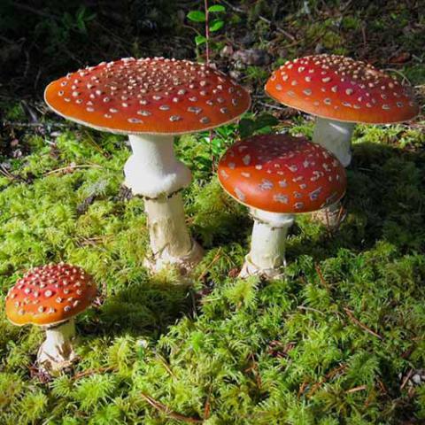 Amanita muscaria (Fly agaric)