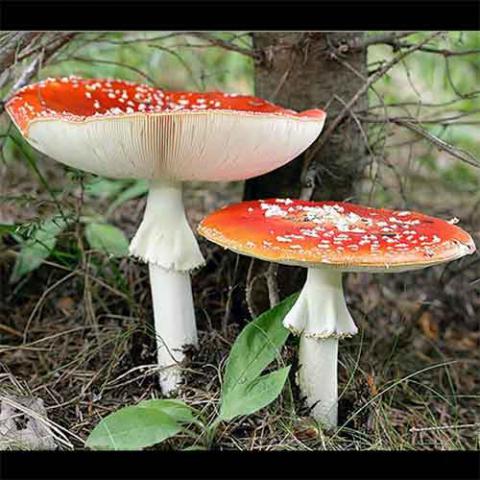 Amanita muscaria (Fly agaric) cap and gills