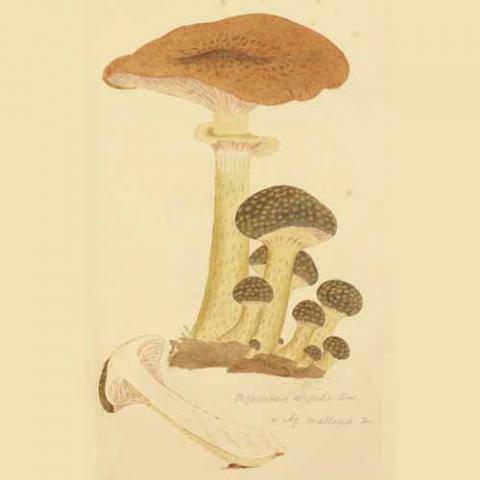 Armillaria mellea (Honey fungus) illustration
