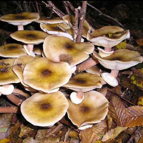 Armillaria mellea (Honey fungus)