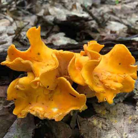 Cantharellus cibarius (Chanterelle)