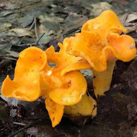 Cantharellus cibarius (Chanterelle)
