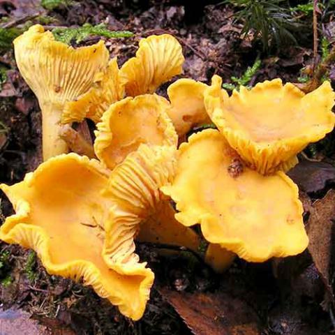 Cantharellus cibarius (Chanterelle) cap and hymenium