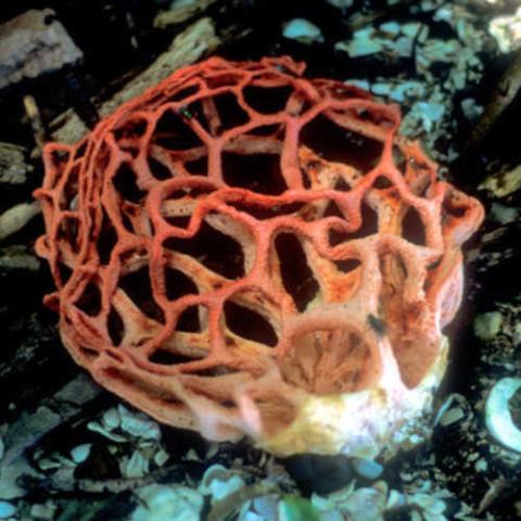 Clathrus chrysomycelinus