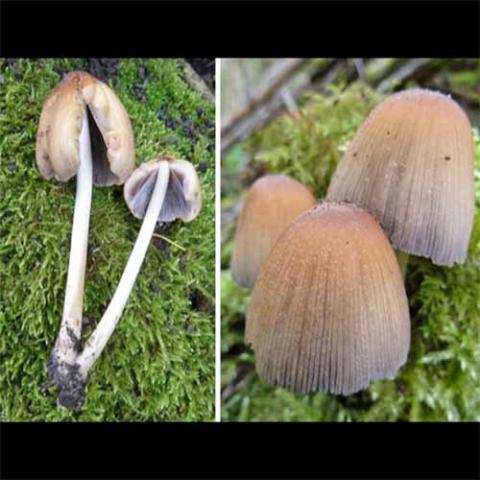 Coprinellus micaceus (Mica cap) cap and hymenium