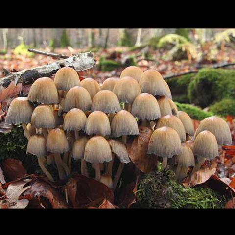 Coprinellus micaceus (Mica cap)