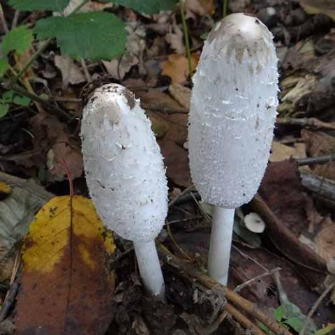 Coprinus comatus (Shaggy ink cap)