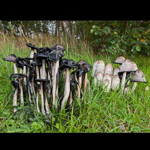 Coprinus comatus (Shaggy ink cap) - hymenium and gills